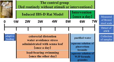 Corrigendum: Wenshen-Jianpi prescription, a Chinese herbal medicine, improves visceral hypersensitivity in a rat model of IBS-D by regulating the MEK/ERK signal pathway